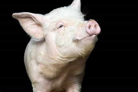 Pig Face Stock Photos Pictures And Royalty Free Images Istock