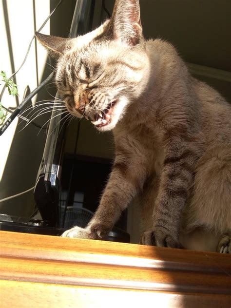 19 Perfectly Timed Photos Of Sneezing Cats Cuteness