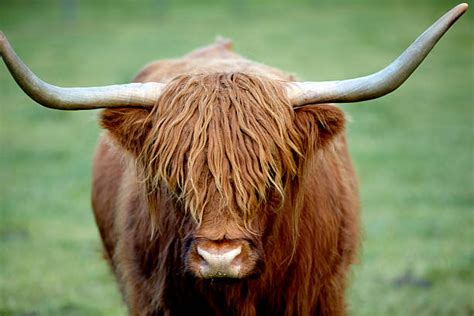 Highland Cow Face Stock Photos Pictures And Royalty Free Images Istock