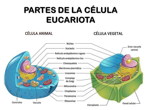 Imagenes De La Celula Eucariota Animal Con Todas Sus Partes Compartir
