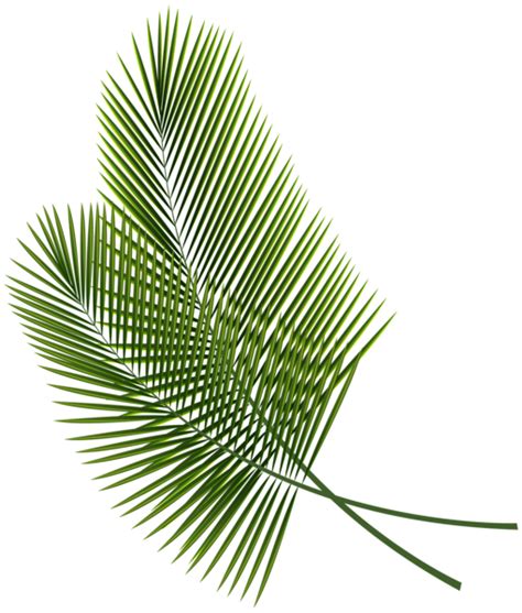 Tropical Leaves PNG Clipart Image | Autumn leaves photography, Tropical leaves, Leaves