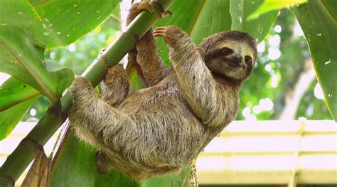 the sloth new symbol of costa rica