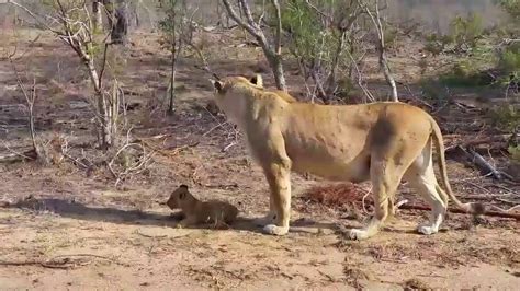 Lioness Taking Cubs For A Walk In Kruger National Park Youtube