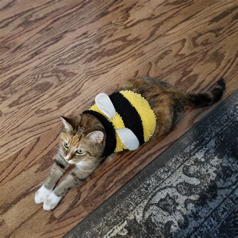 Vote For Great Cats Bee 2020 Heritage Foundation Virtual Costume Contest