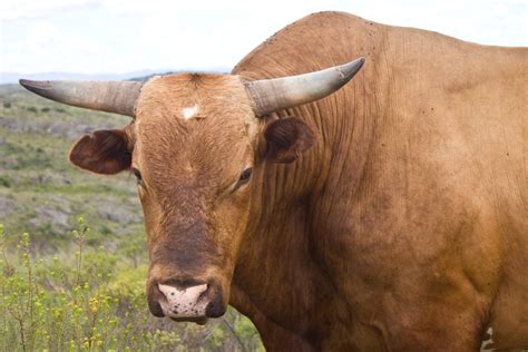 Angry Bull Free Photo Download Freeimages