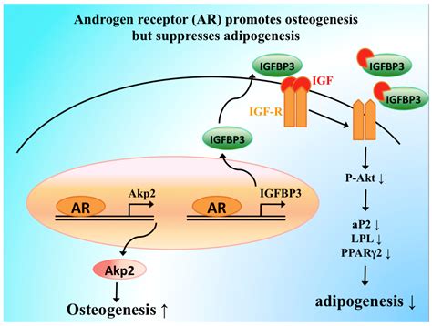 Cells Free Full Text Androgens And Androgen Receptor Actions On