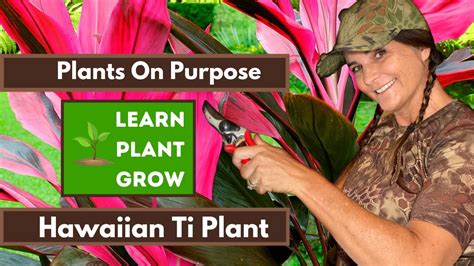 Hawaiian Ti Plant Propagation Planting And Trimming Youtube