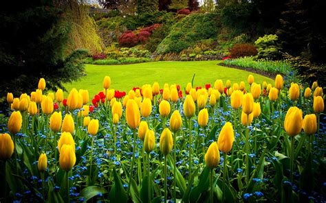 Hd Yellow Tulips In The Garden Wallpaper Download Free 148975