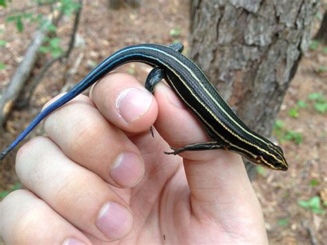 One Of My Favorites To Catch While In The Field A 5 Lined Skink
