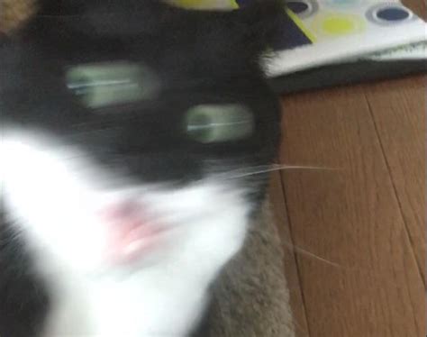 Blurry Picture Of A Cat Blurrypicturesofcats