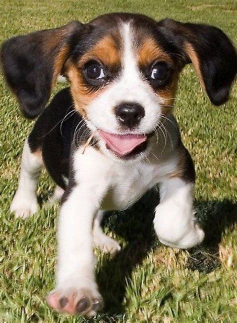 113 Best Perritos Beagles Images On Pinterest Beagle