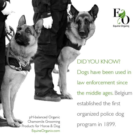 88 Police Dog German Shepherd Facts L2sanpiero