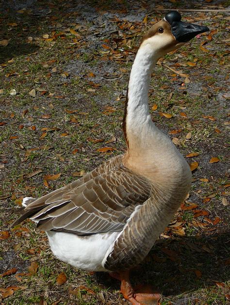 Goose Duck Species Breeds
