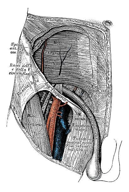 Diagram Of Groin