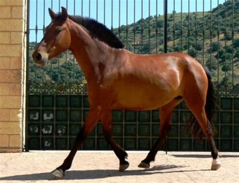 albanian horse pets australia
