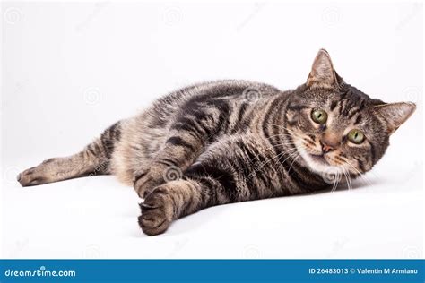 Cat Laying Down Stock Image Image Of Laying Eyes Domestic 26483013