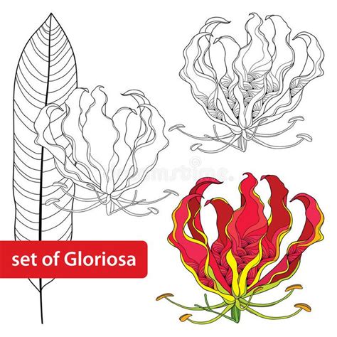 Set Of Gloriosa Superba Or Flame Lily Tropical Flower And Leaf