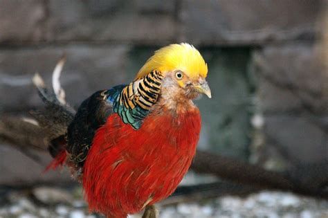 6 Types Of Pheasants With Pictures Pet Keen 2022