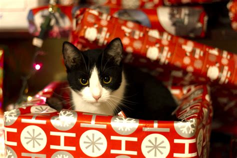 See pictures of feline acne, allergic dermatitis, mites, bacterial infection, and more. Meowy Christmas! - Cats vs Cancer