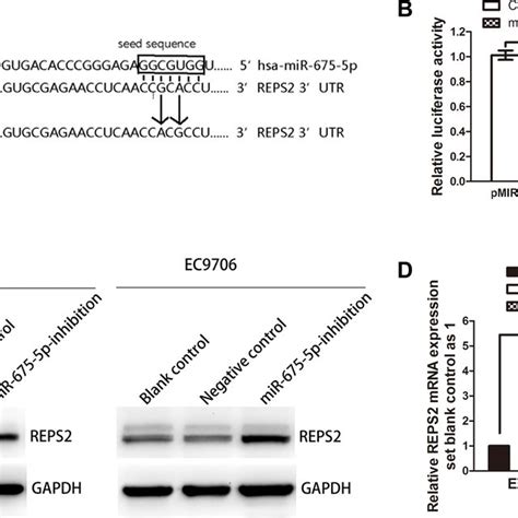 Reps2 Was A Direct Downstream Target Of Mir 675 5p A Schematic Of