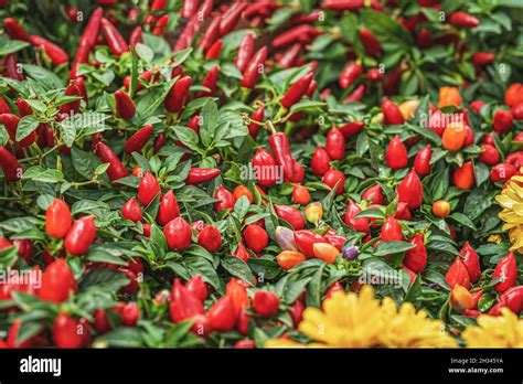 Chili Peppers Plants With Red Pepper Fruits Colorful Species Of The