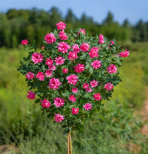 Pink Knock Out® Rose Tree Loads Of Bubble Gum Pink Blooms — Plantingtree™