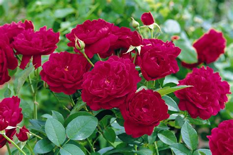 International Rose Trial Winners Announced Biltmore