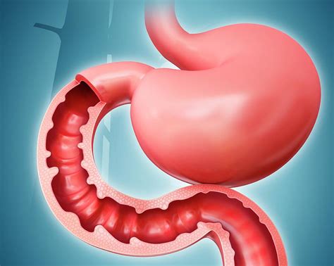 Small Intestine And Stomach Photograph By Pixologicstudio