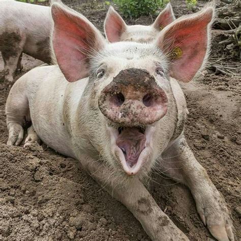 Happy As A Pig In Mud Baby Farm Animals Cute Pigs Pig