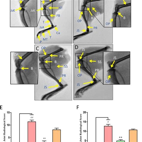 Induction Of Rheumatoid Arthritis Ra In Balbc Mice Using Collagen