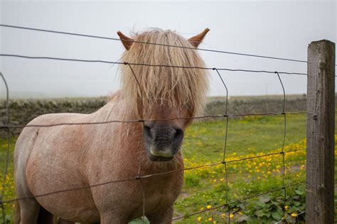 Shetland ponies are known for their small stature, hardiness, strength, and longevity. Shetland Pony | Shetland Islands, Scotland | Bill | Flickr