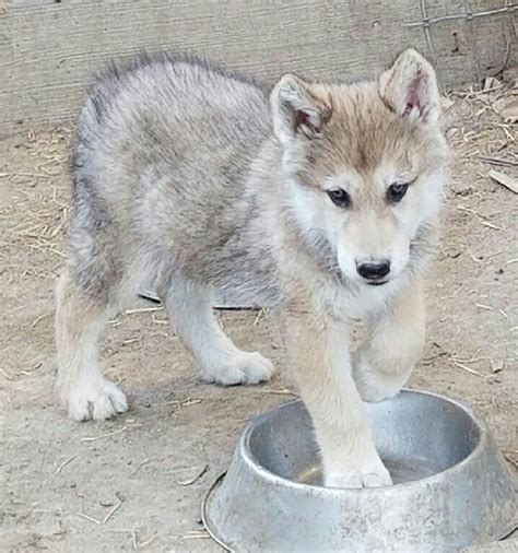 Kodiak~male Thumperswolves Siberian And Wolf Huskies