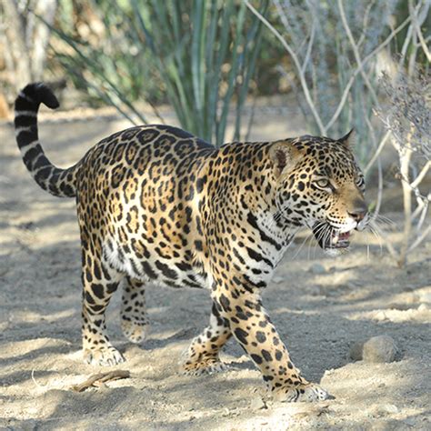 Jaguar — The Living Desert