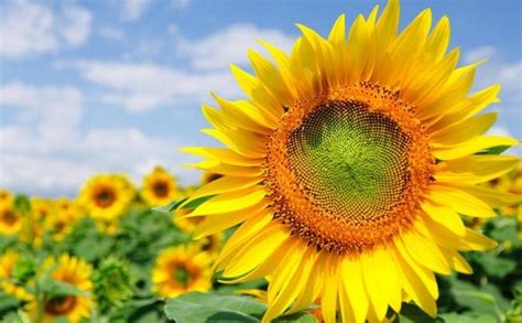Bunga matahari dilambangkan sebagai bunga kesetiaan karena selalu mengikuti posisi matahari juga sebagai lambang kebahagiaan karena mempunyai warna kuning yang merupakan lambang keceriaan. Arti Dan Filosofi Bunga Matahari - BibitBunga.com