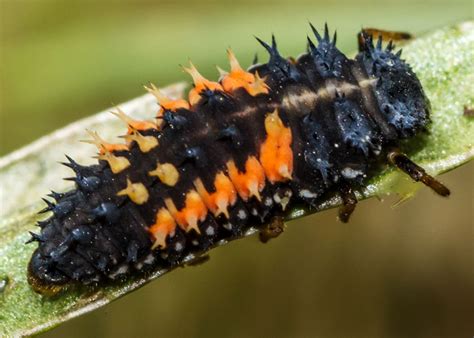 Larvae, which vary in shape and color ladybugs are happy in many different habitats, including grasslands, forests, cities, suburbs, and along rivers. Five Pest-Eating Predatory Insects to Know and Love - Sky ...