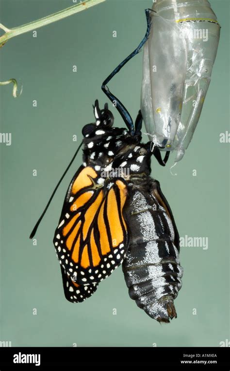 Monarch Emerging From Its Chrysalis Once The Butterfly Emerges It Rests