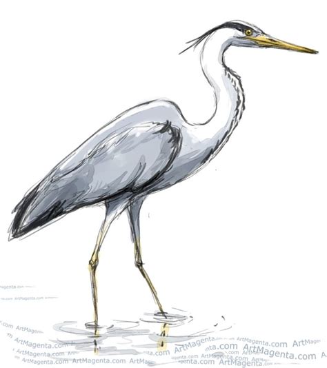 Image Result For Heron Sketches Bird Sketch Heron Art Bird