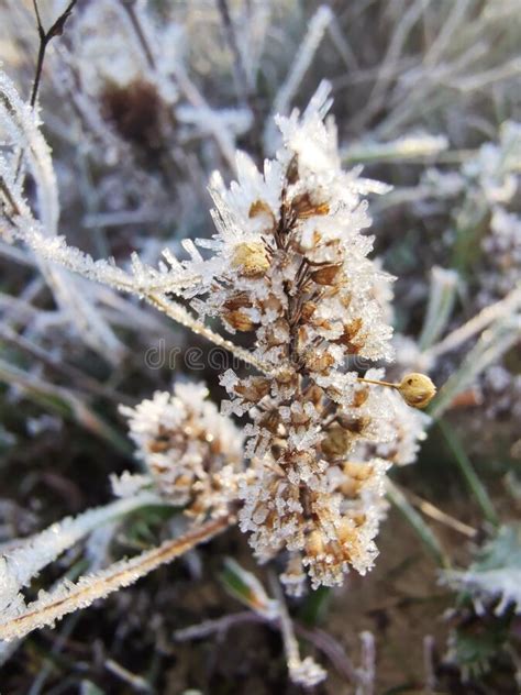 Ice Crystals On A Plant Stock Photo Image Of Floral 233353640