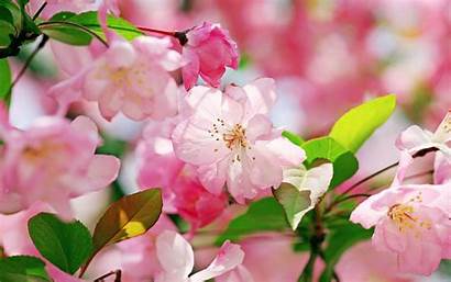 Flower Wallpapers Flowers Windows Pink Blossom Nature