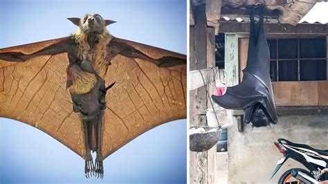 The Biggest Bat In The World This Huge Bat Is Really Amazing Youtube