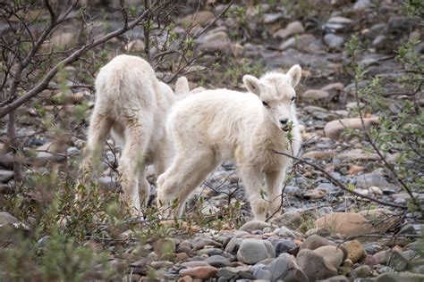 Lambs Wild Dall Sheep Babies Test Out Solid Food In Denali Flickr