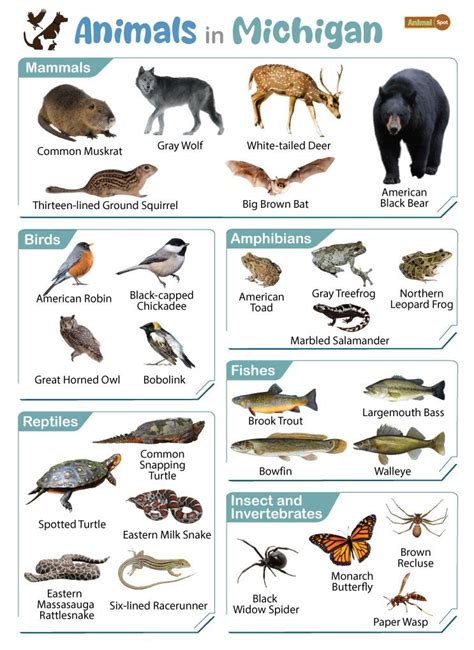 List Of Animals That Live In Michigan With Pictures