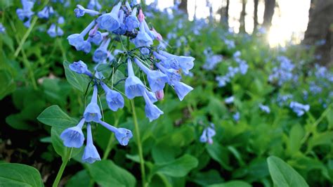 Bluebells Blooming At Three Creeks Scioto Grove Metro Parks
