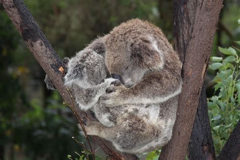 Mama Koala Cuddling With Her Baby Holding Hands Koala Bears In
