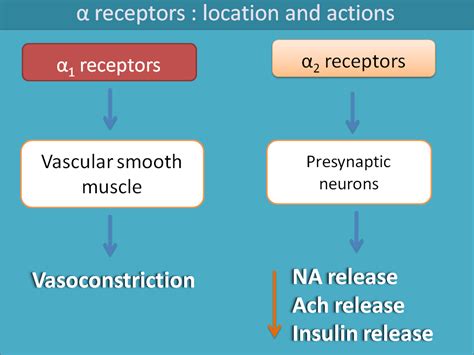 Location And Action Of Alpha Receptors Alpha And Beta