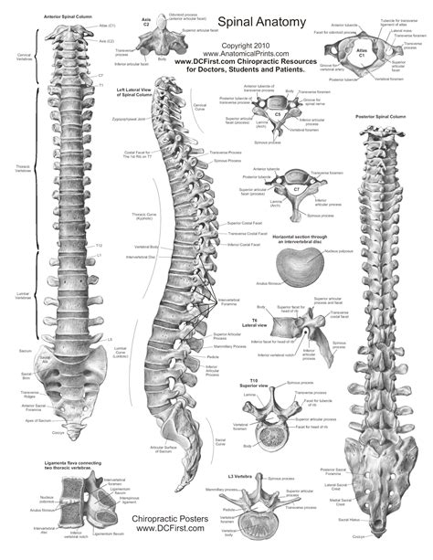 Free Printable Anatomy Study Guides Anatomy Worksheets