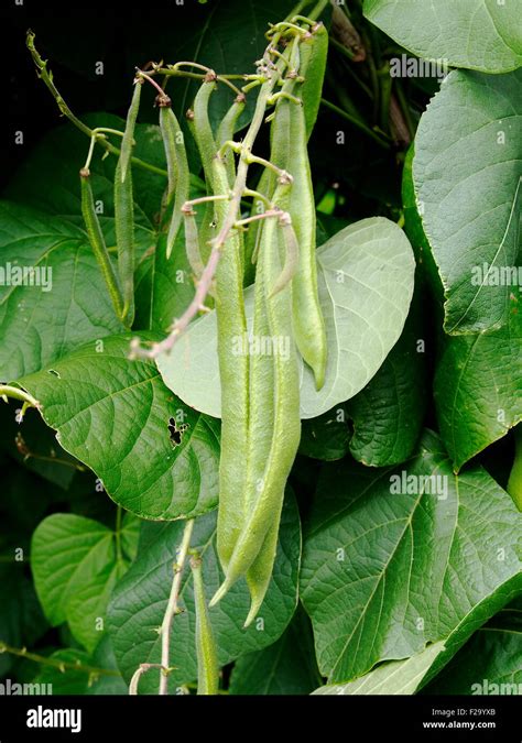 Phaseolus Coccineus Or Runner Bean Scarlet Runner Bean Or Multiflora