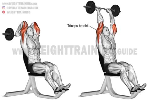 Seated Overhead Ez Bar Triceps Extension Exercise Instructions And Video