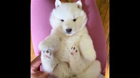 Polar Bear Baby Girl For Sale Youtube