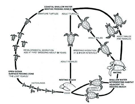 Schematic Diagram Of The Generalized Sea Turtle Life Cycle With Each
